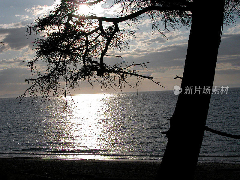 海洋日落/树枝